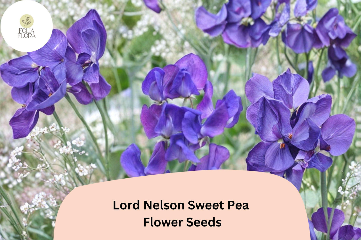 50+ Lord Nelson Sweet Pea Seeds | Fragrant Purple Flower for Garden Trellis & Cut Flowers