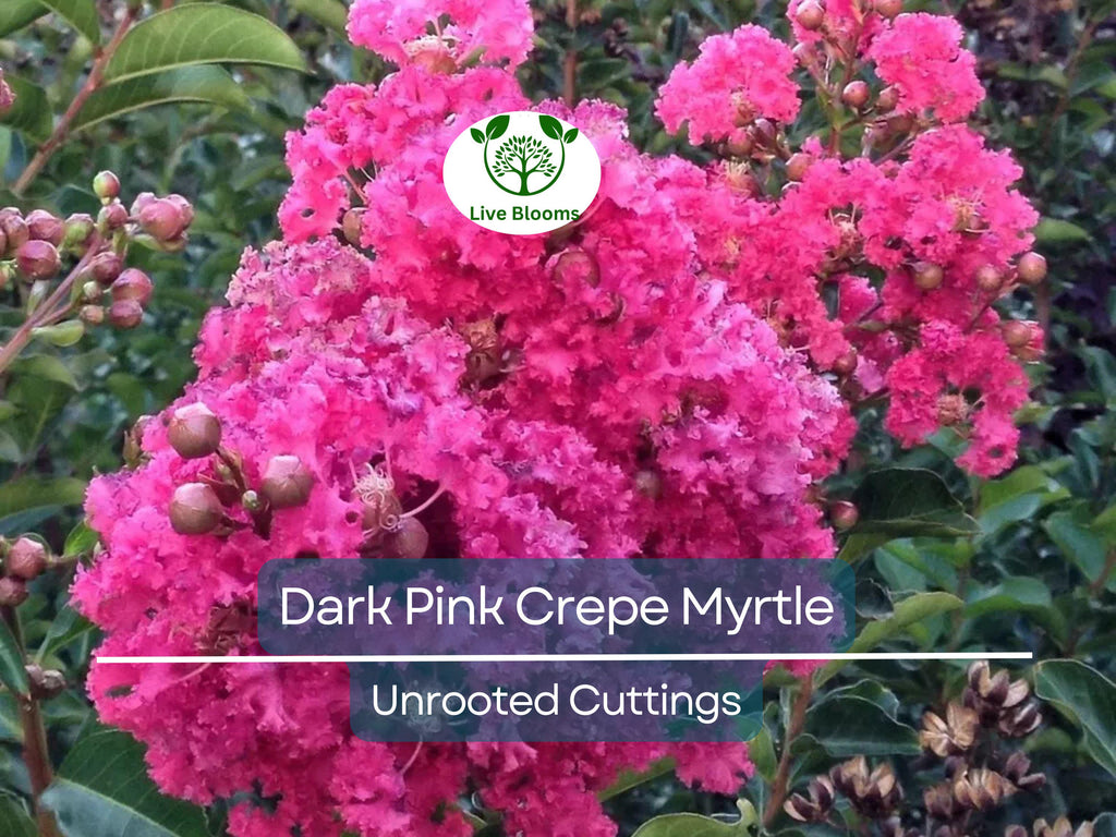 7 Lagerstroemia Indica Dark Pink Crepe Myrtle Live Flower Plant Tree Unrooted Cuttings (6") - Stunning Flowering Tree