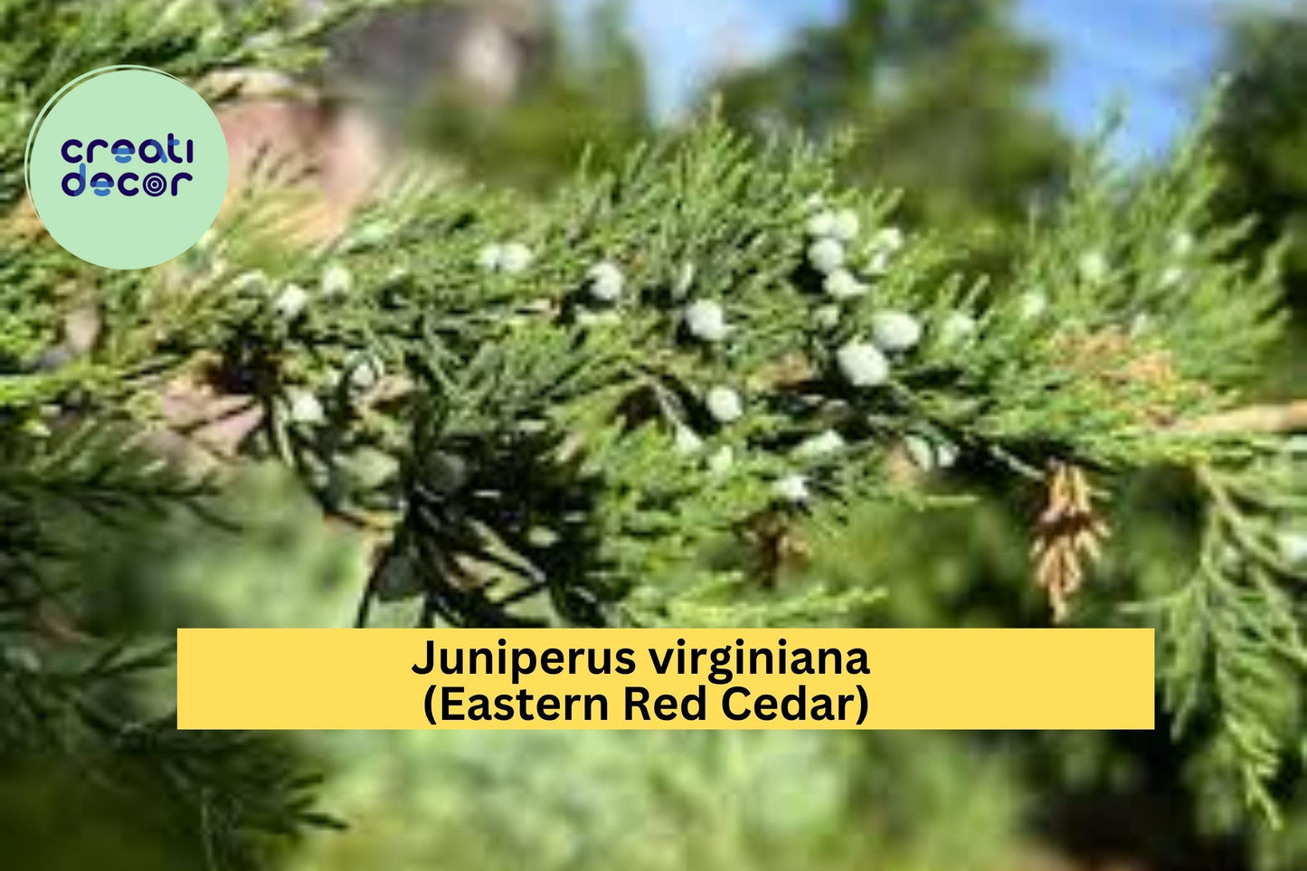 Eastern Red Cedar Tree – Juniperus virginiana – 5” Live Rescue Seedling with Ball Root, Hardy Evergreen for Landscape or Hedge