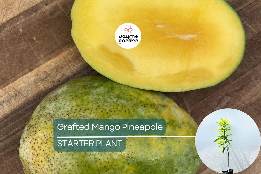 Grafted Mango Pineapple Tree Live Fruit Plant 3’-4’ | Tropical Flavor with Hints of Pineapple | Easy Care for Home Gardens | USDA Zones 9-11