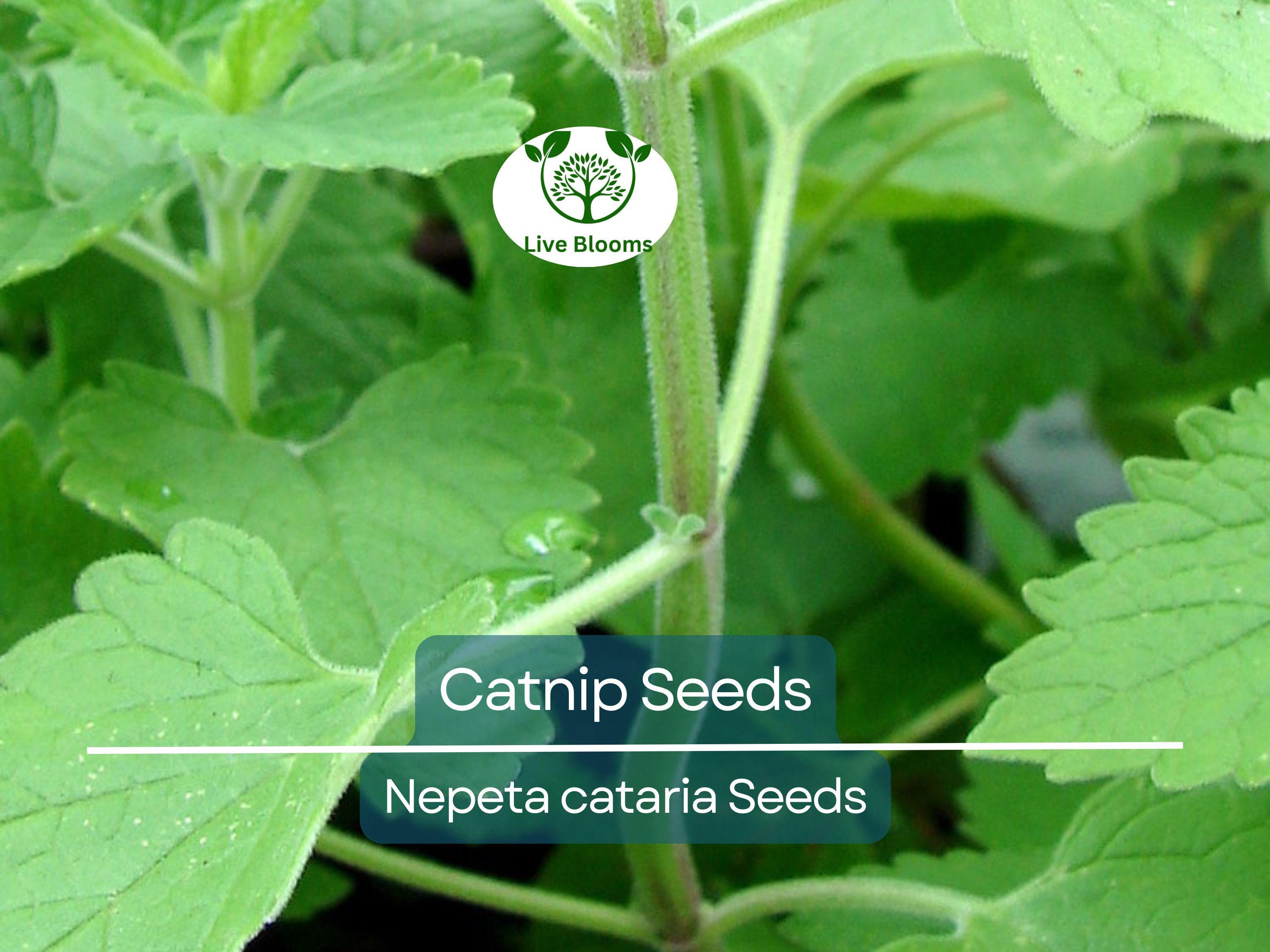 500 Catnip Seeds - Perennial Herb (Nepeta cataria), Non-GMO, Cat Lovers, Happy Kitty, Aromatic, Indoor/Outdoor Growing