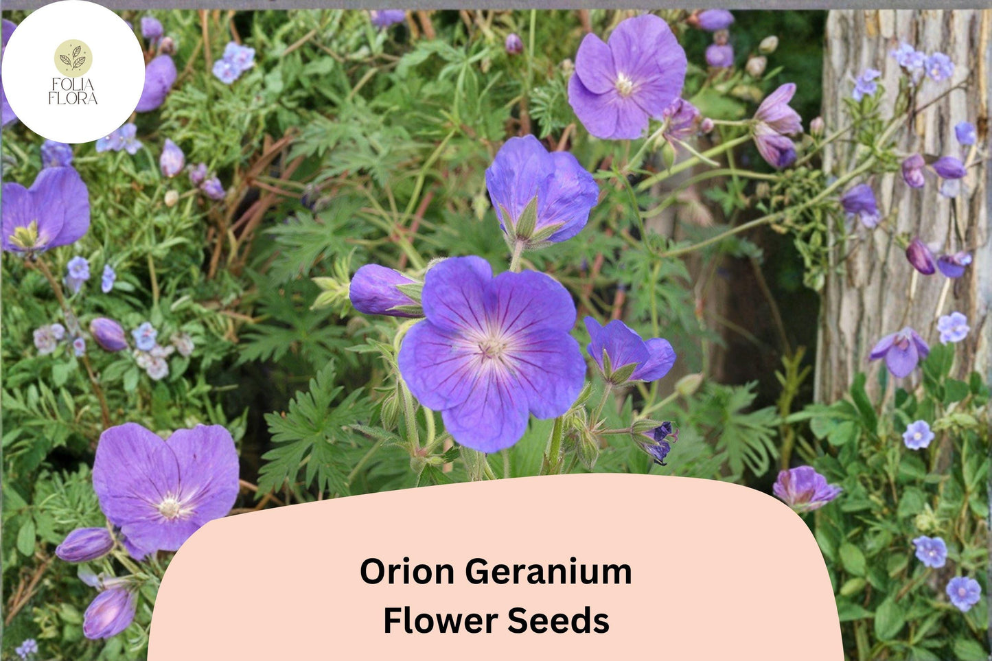 25+ Orion Geranium Seeds | Hardy Perennial | Violet-Purple Blooms for Garden Borders & Pollinator Gardens
