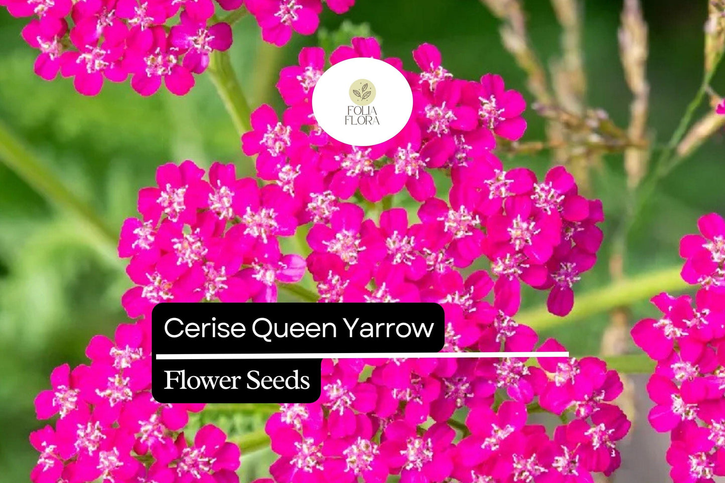 Cerise Queen Yarrow - Achillea Millefolium - Vibrant Pink Blooms for Pollinator Gardens and Drought-Tolerant Landscaping