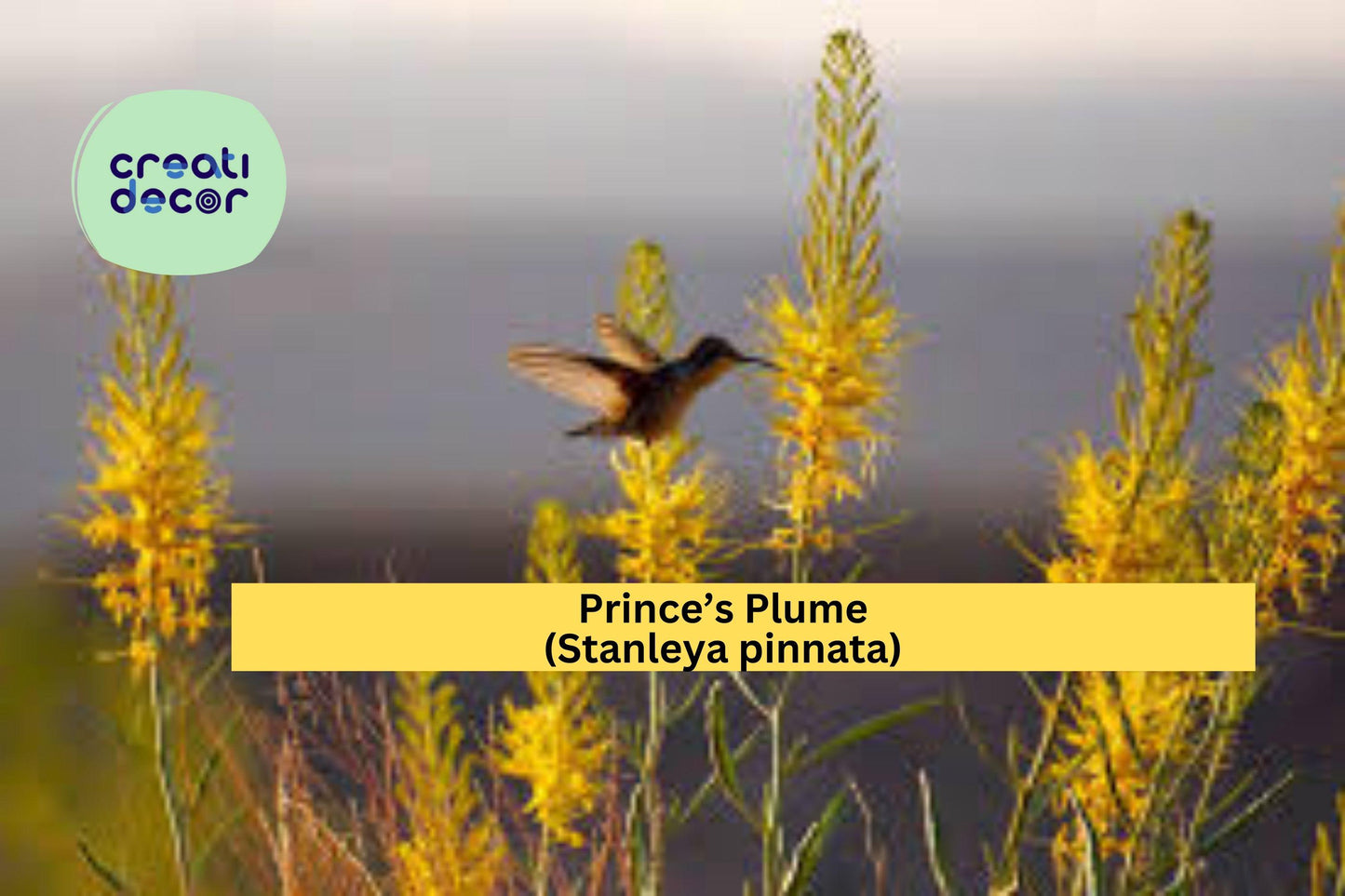 Prince’s Plume Seeds (Stanleya pinnata) – 40 Native Wildflower Seeds | Yellow Perennial | Drought-Tolerant | Pollinator Friendly