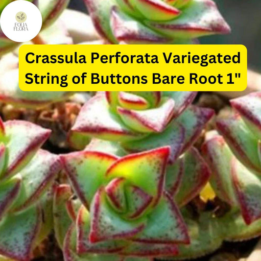 Crassula Perforata Variegated ‘String of Buttons’ | 2 Bare Root 1" Live Succulents | Stacked Leaves, Easy-Care, Unique Trailing Plant