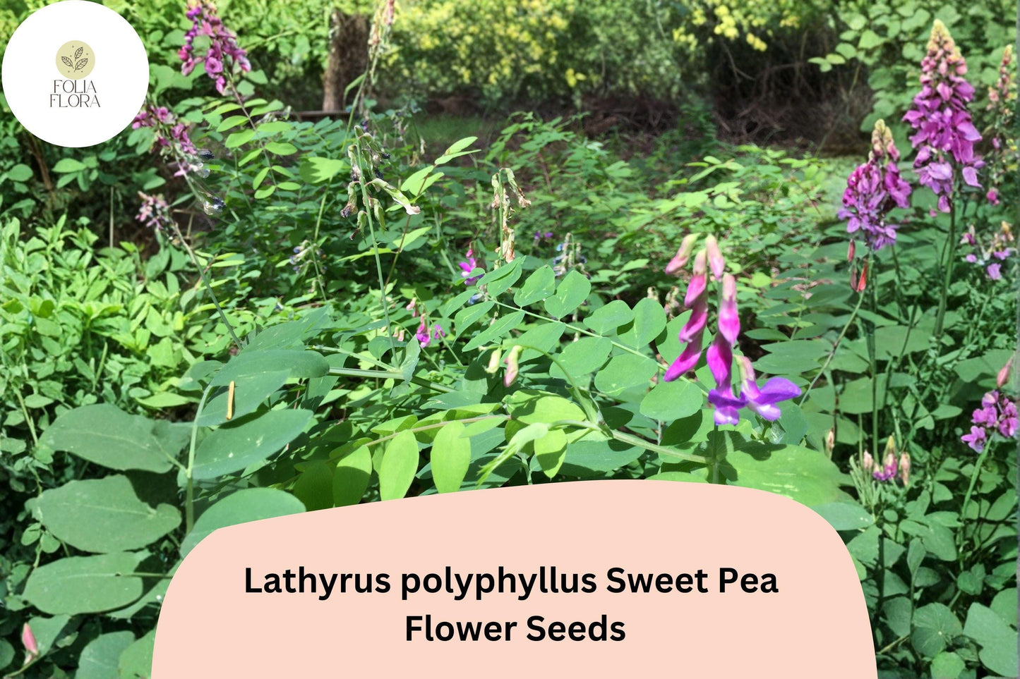 50+ Lathyrus polyphyllus Perennial Sweet Pea Seeds | Purple Flowering Climbing Vine for Garden Trellis