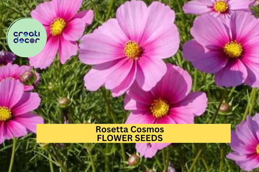 200+ Rosetta Cosmos Seeds – Rosy-Pink Frilly Blooms for Garden Planting, Pollinator-Friendly Annuals for Beds & Borders – USA
