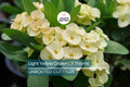 Light Yellow Crown of Thorns Cutting (1 Unrooted) | Easy to Propagate | Euphorbia Milii Starter Cutting for Bright Blooms