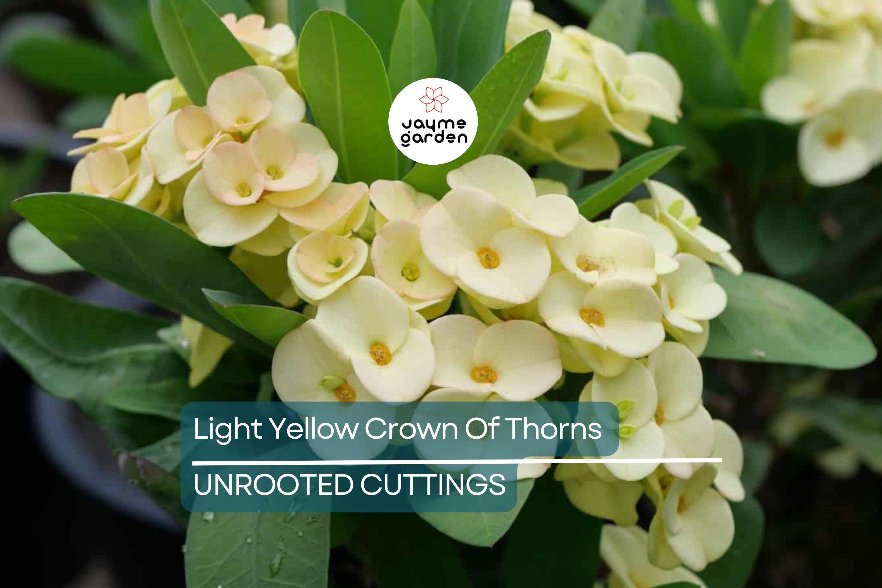 Light Yellow Crown of Thorns Cutting (1 Unrooted) | Easy to Propagate | Euphorbia Milii Starter Cutting for Bright Blooms