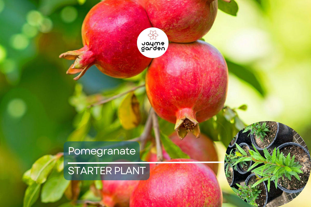 1 Pomegranate Tree (Punica granatum) Tropical Starter Plant 10”-24” | Hardy Fruit Tree for Gardens or Containers