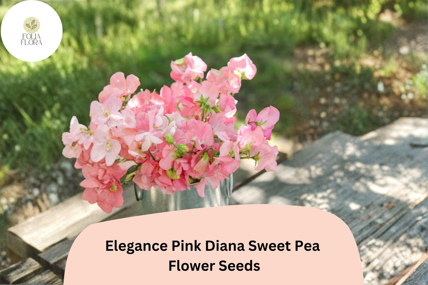 Elegance Pink Diana Sweet Pea Seeds | Lathyrus odoratus Pink Climbing Vine (50+ Seeds) for Garden