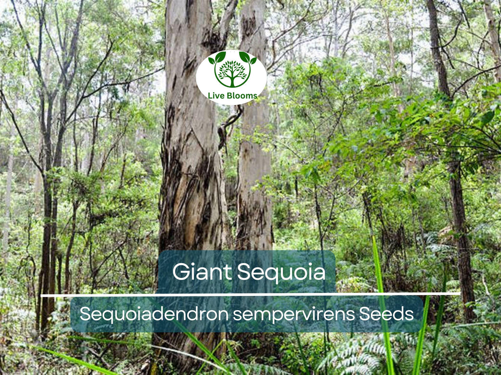 40 Giant Sequoia California Redwood Seeds - Sequoiadendron sempervirens - Grow Majestic Trees, Largest Trees on Earth, Fast Growing