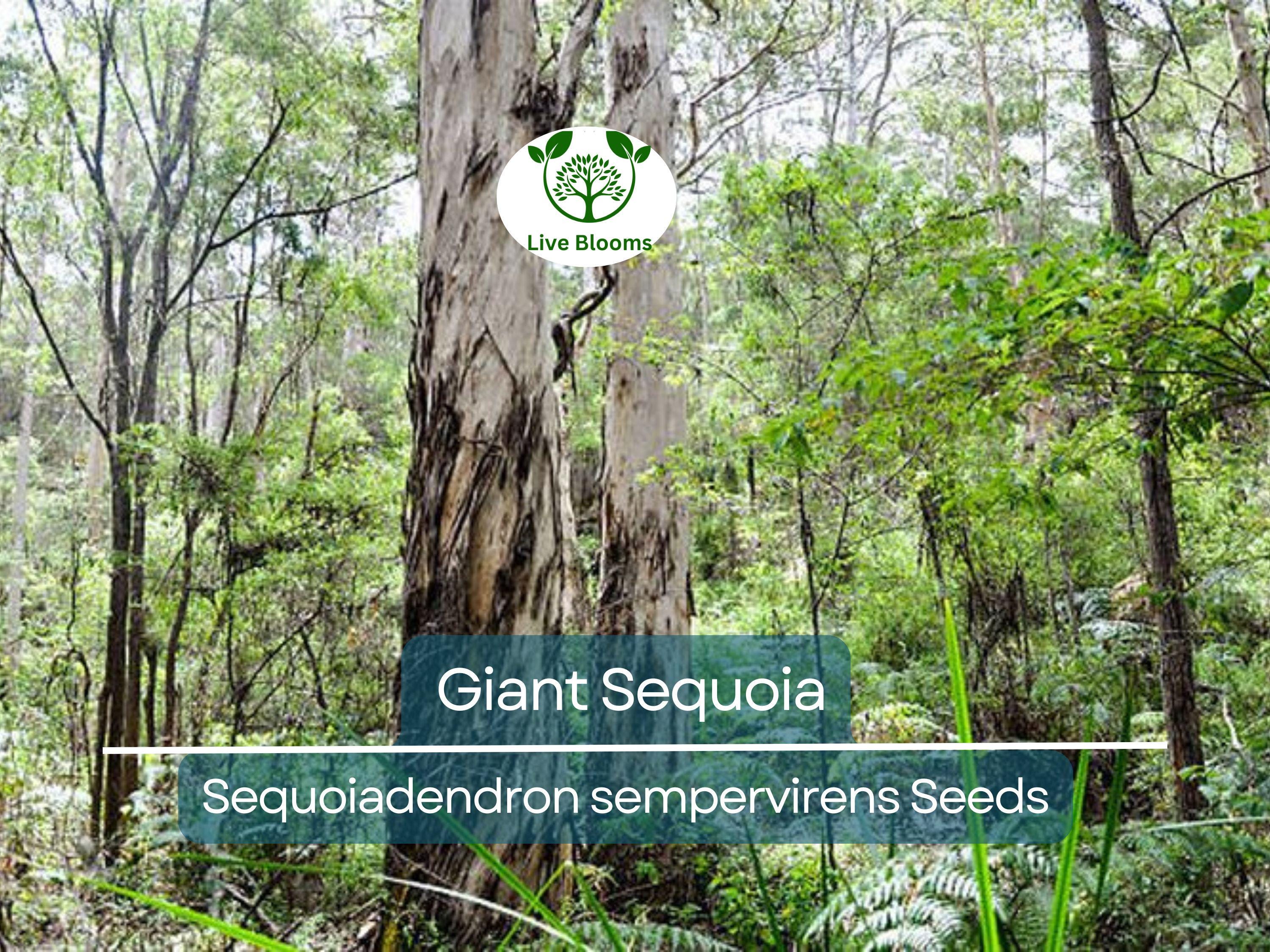 40 Giant Sequoia California Redwood Seeds - Sequoiadendron sempervirens - Grow Majestic Trees, Largest Trees on Earth, Fast Growing
