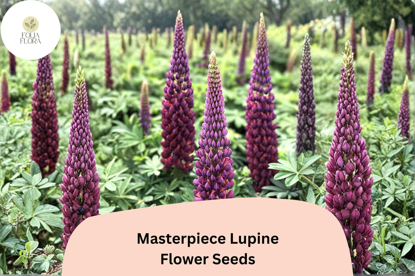 25+ Masterpiece Lupine Seeds | Deep Purple Lupinus | Bold Spring Blooms for Garden Planting