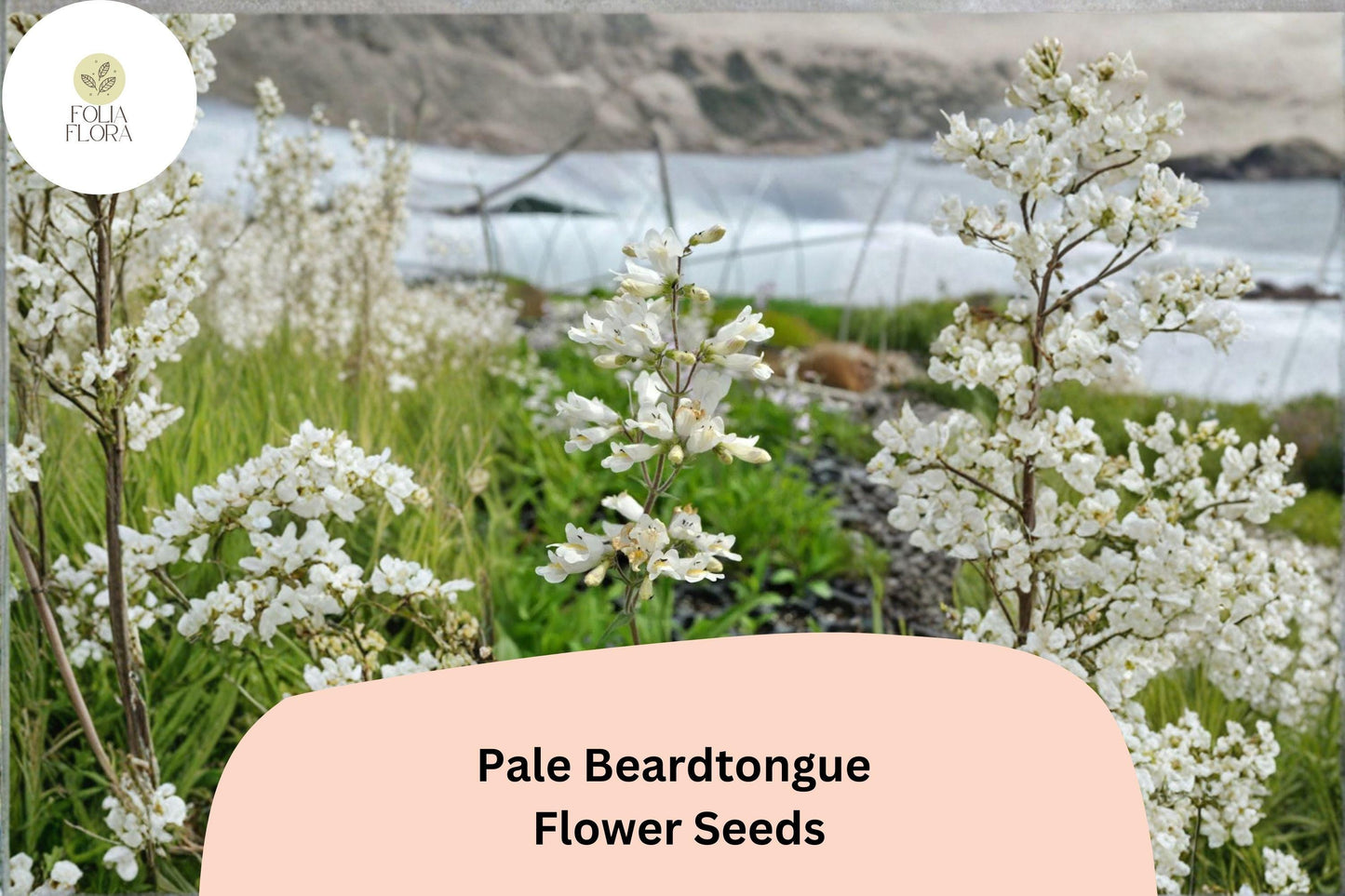 Pale Beardtongue Seeds – 100 Penstemon pallidus | Native White Wildflower | Perennial Garden Plant