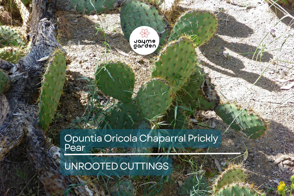 Opuntia Oricola Chaparral Prickly Pear Cactus Pad Cutting (1) | 5-7" Tall | Coastal Los Angeles Origin | Easy to Root