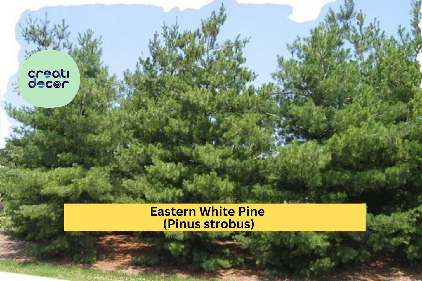Eastern White Pine Tree Seedlings – 10 Bare Root Plants (6–16”) – Pinus strobus Hardy Evergreen from Maine