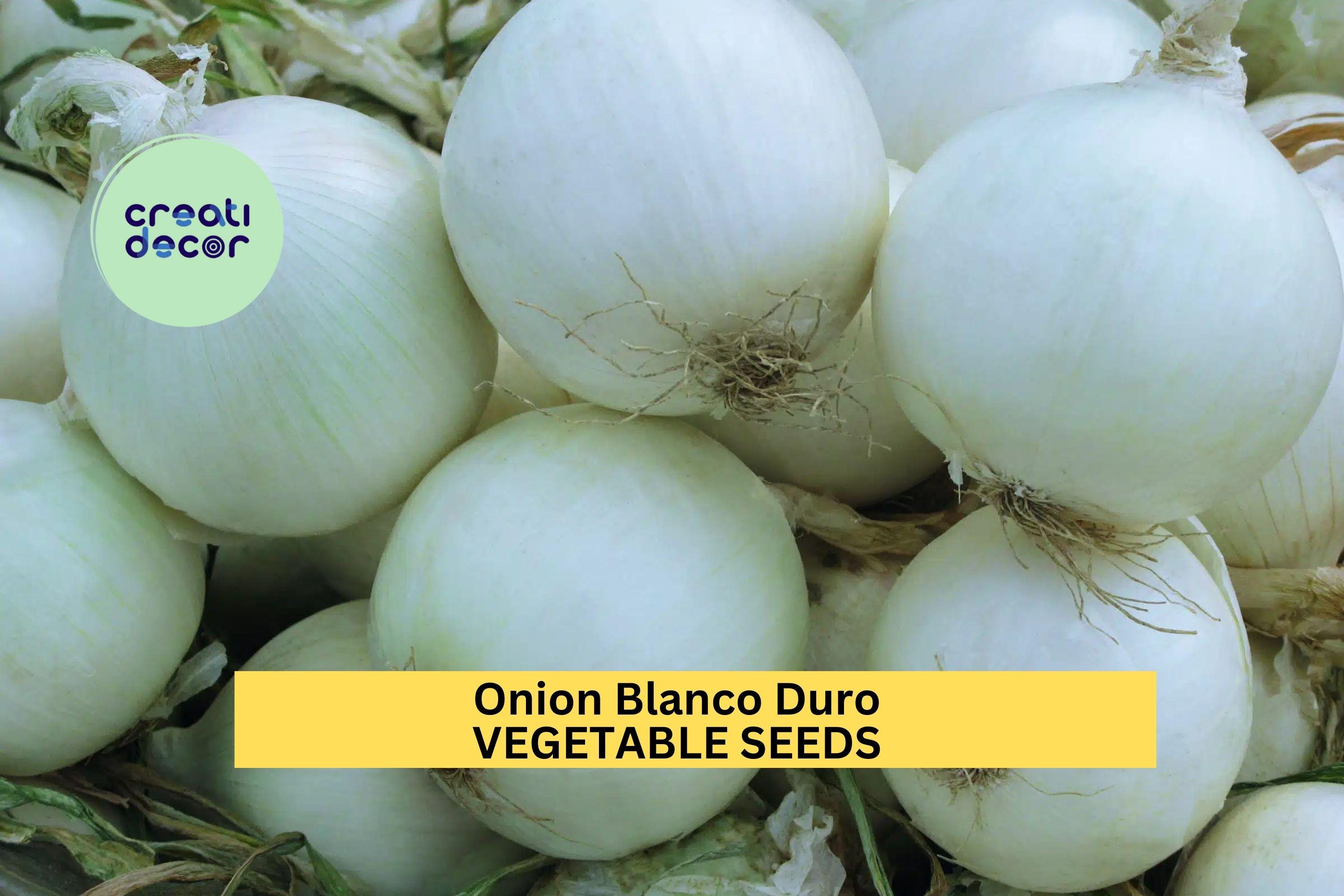 3pcs of 250mg Onion Blanco Duro Seeds – White Onion Vegetable Seeds for Planting – Crisp,Firm Bulbs Home Garden & Cooking Seeds for Planting