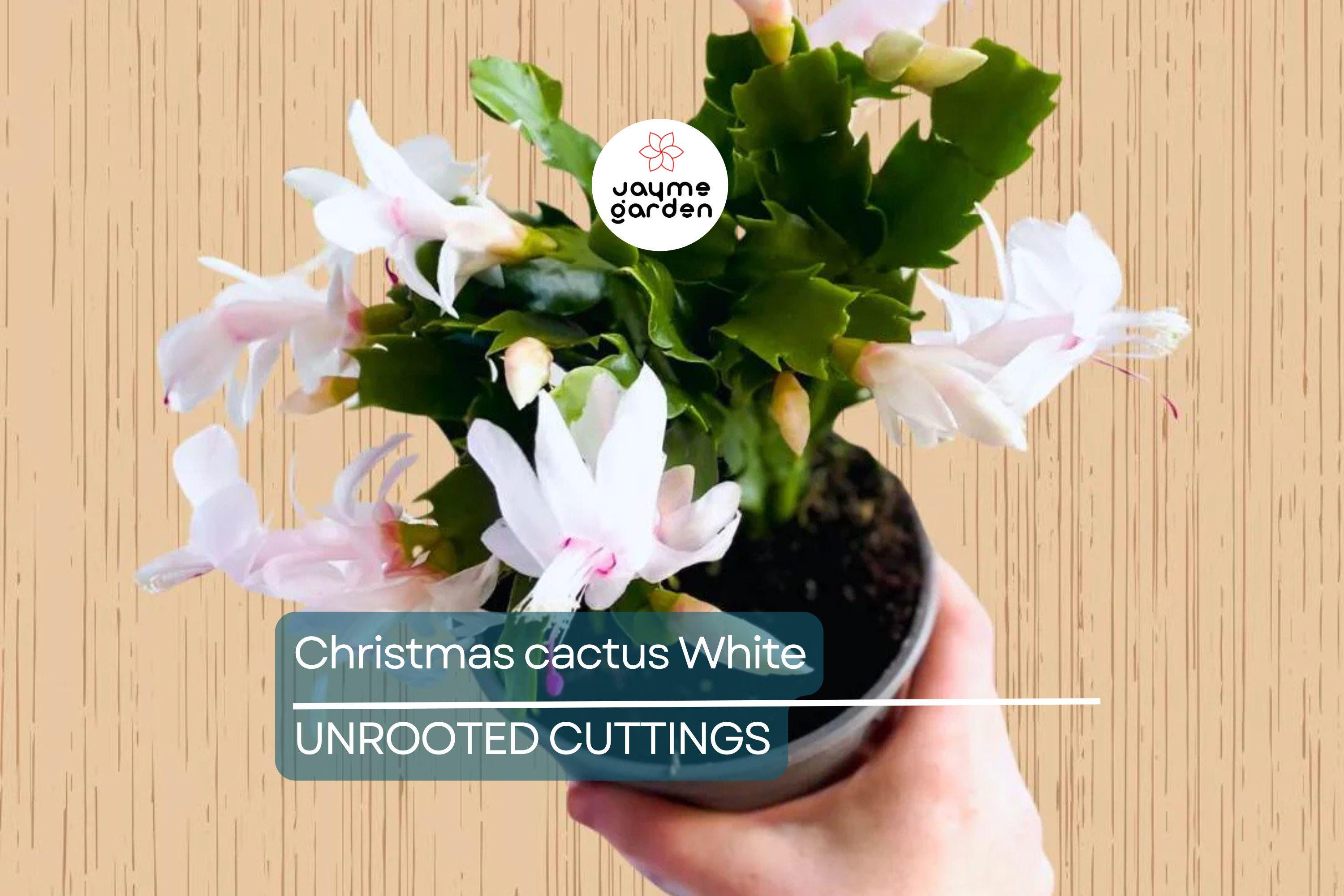 White Christmas Cactus Cuttings (4"-5") | 5 Unrooted Segments | Easy to Grow Holiday Plant | Schlumbergera Starter Plant