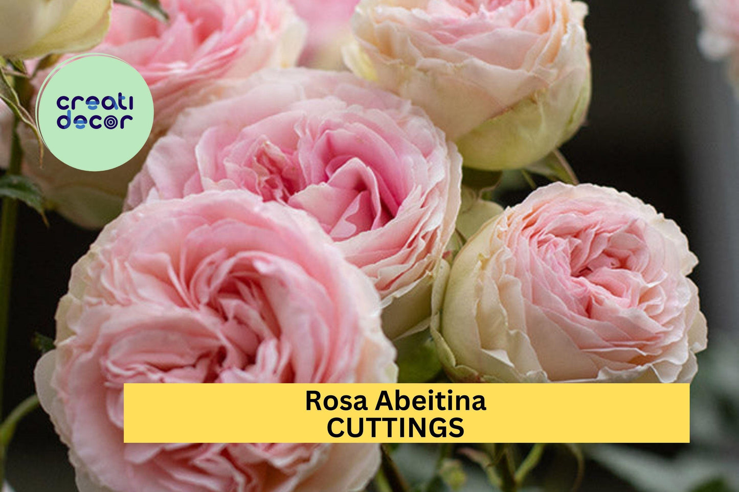 5 Pink Pine Rose Bush Cuttings – Heirloom Climbing Variety – Guaranteed to Grow – Fragrant Blooms – Easy to Root – USA