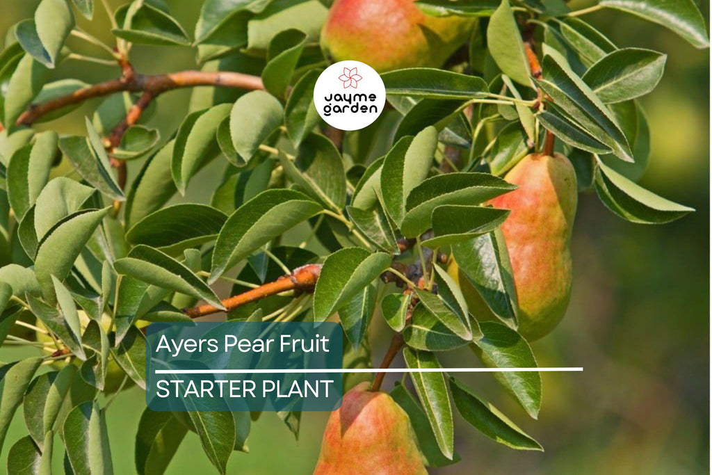 Ayers Pear Tree 12-18” Bare-Root | Heirloom Fruit Tree | Sweet Dessert Pears | Hardy & Disease-Resistant