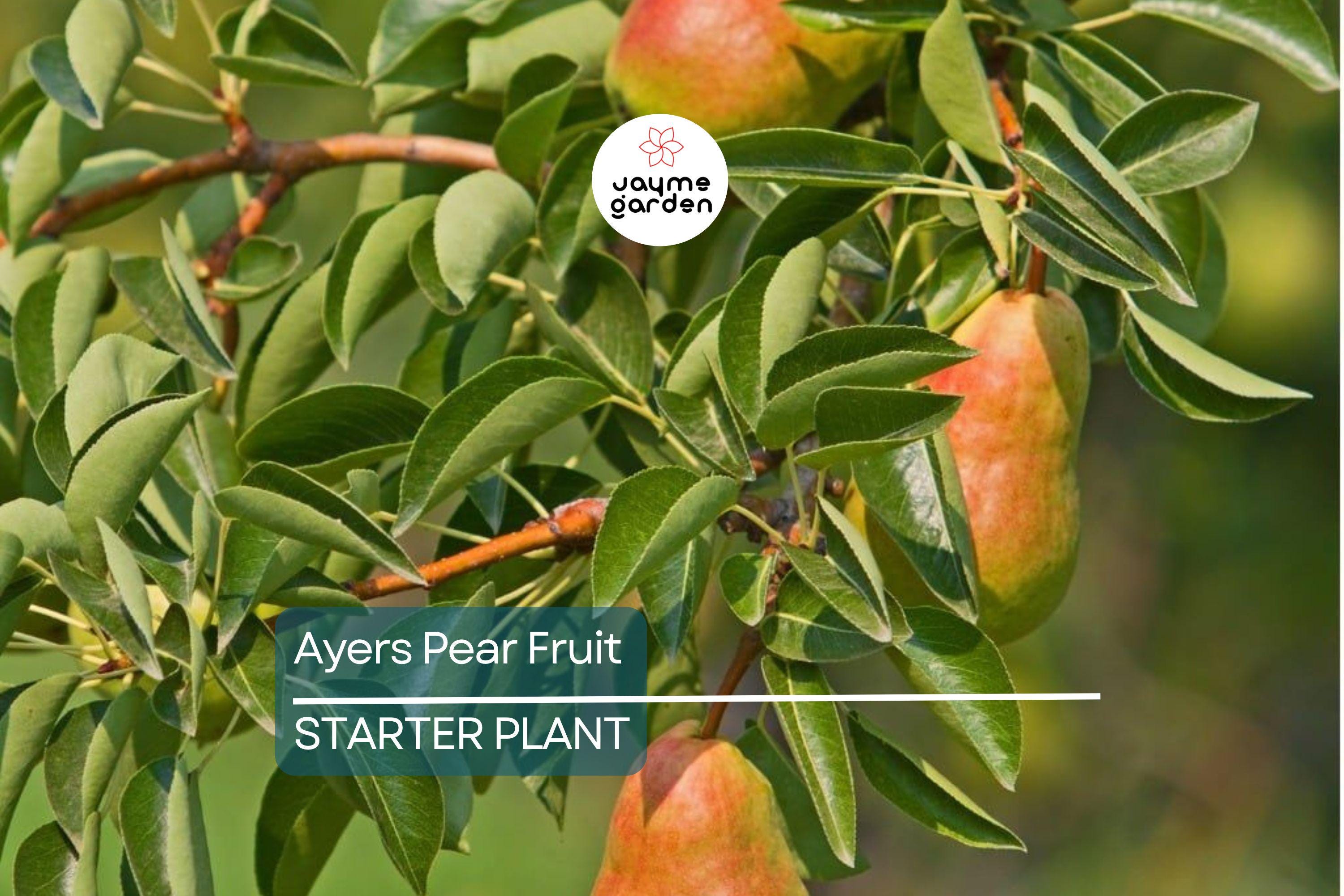 Ayers Pear Tree 12-18” Bare-Root | Heirloom Fruit Tree | Sweet Dessert Pears | Hardy & Disease-Resistant