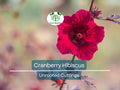 7 Live Cranberry Hibiscus Plant Clippings - Organic Edible Perennial, Perfect for Gardening & Cooking