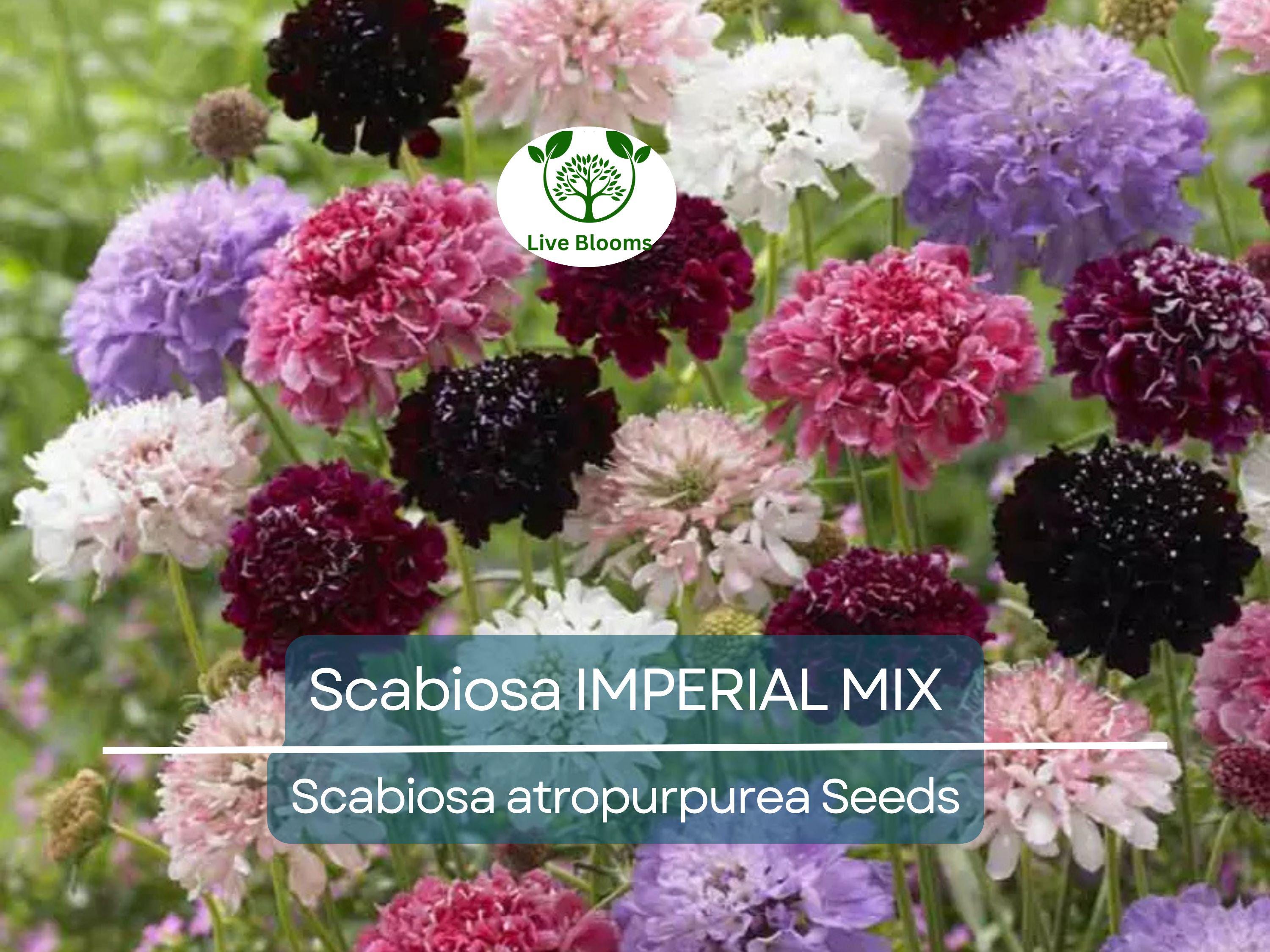 200 Seeds Scabiosa IMPERIAL MIX - Tall Double Pincushion Flower, Dried Everlasting, Non-GMO, Perfect for Cut Flowers - Scabiosa atropurpurea