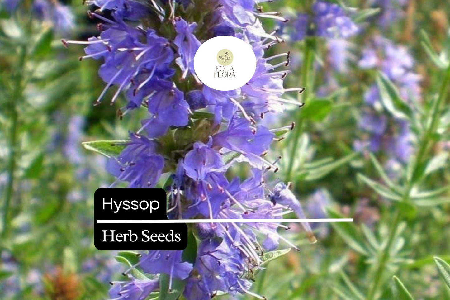 300 Seeds Hyssop (Hyssopus officinalis) – Aromatic Herb, Culinary Use, Easy to Grow