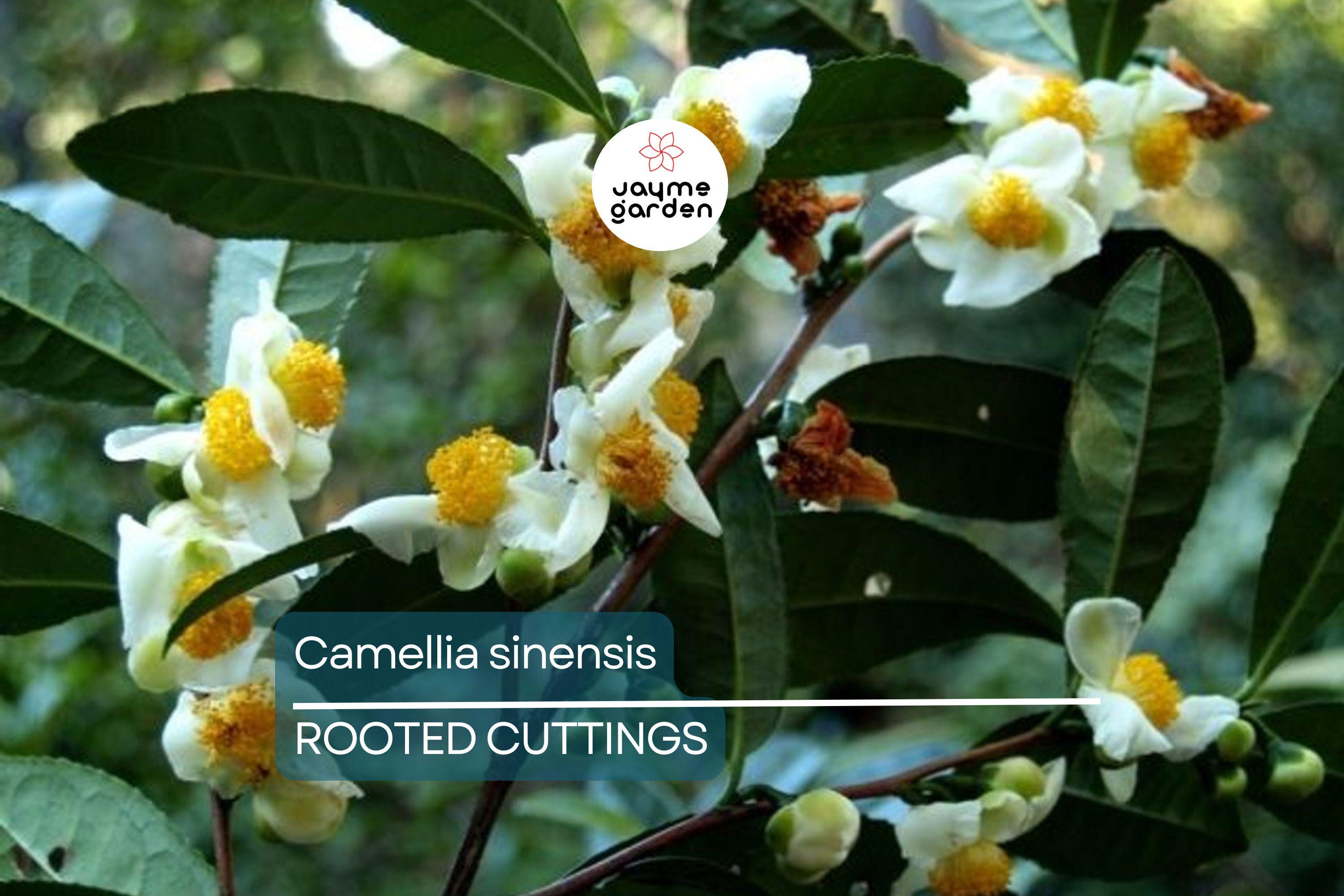 Live Camellia Sinensis Tea Plant – 8-10” Tall, Grow Your Own Tea – Zones 6-10
