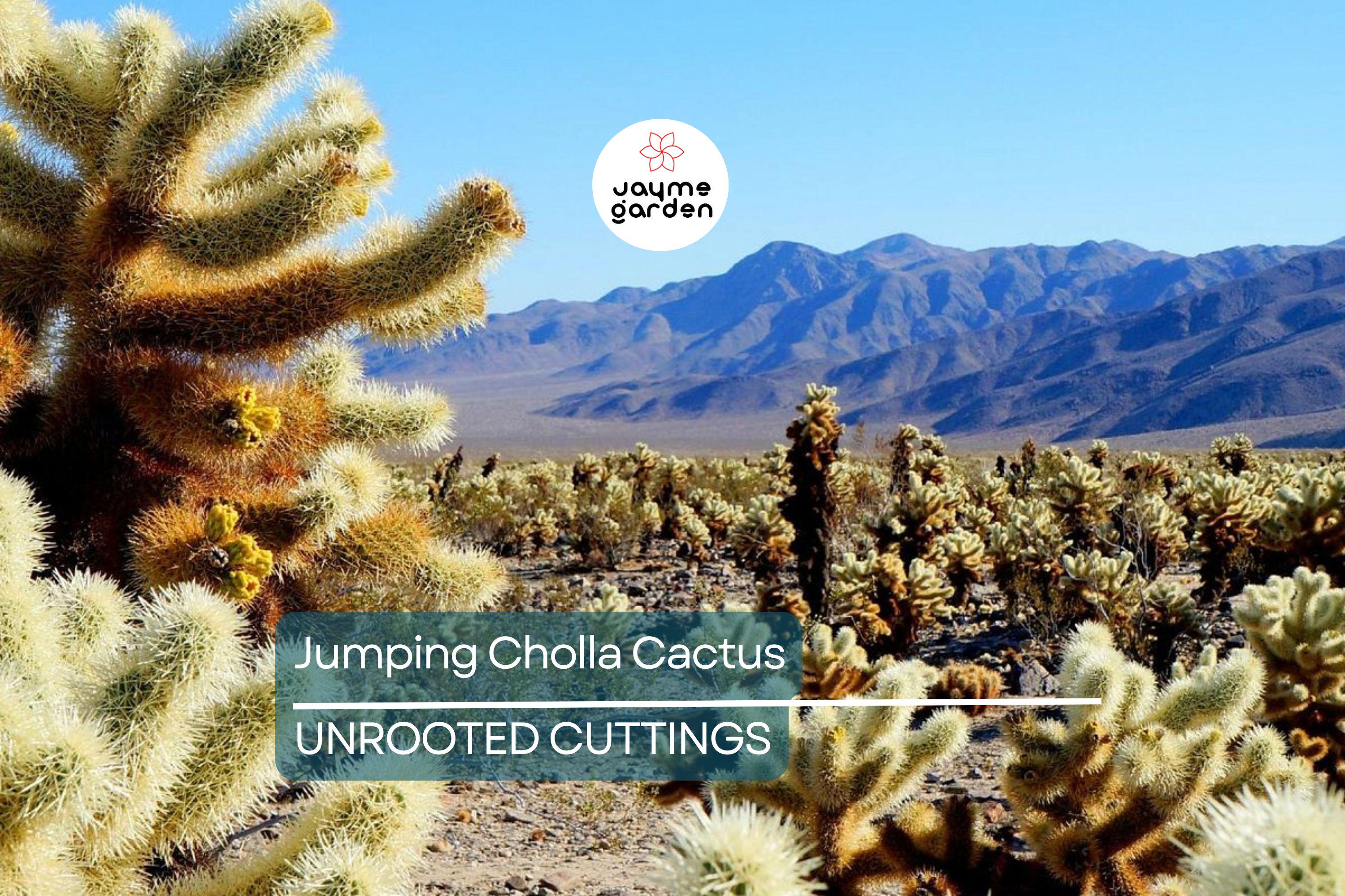 Jumping Cholla Cactus Live Cutting, Fast Growing, Evergreen, Full Sun, Arid Climate, Indoor/Outdoor, Unique Plant for Cacti Lovers