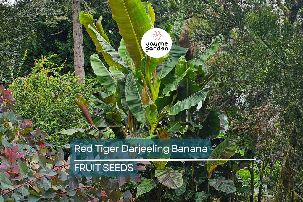 5 Red Tiger Darjeeling Banana Seeds (Musa sikkimensis) – Cold Hardy, Rare Tropical Look, Zone 5