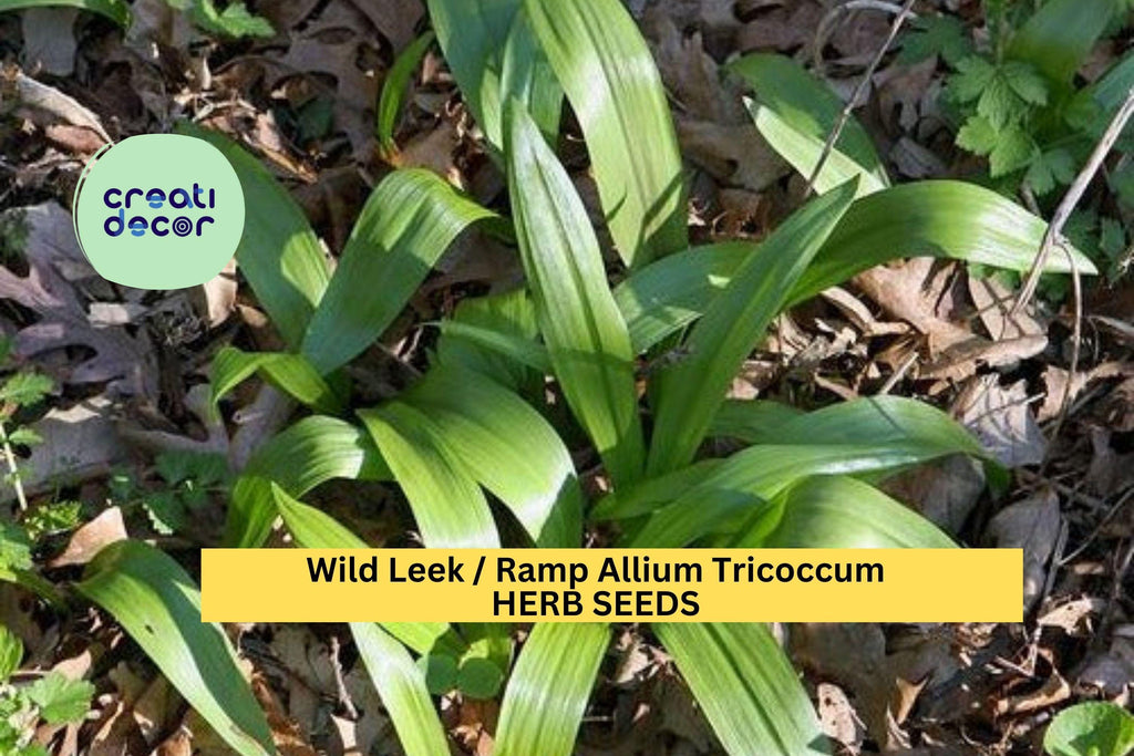 3pcs of 10 Seeds Wild Leek Ramp – Allium Tricoccum Heirloom Native Edible Onion Garlic Flavor Seeds for Woodland Gardens Seeds for Planting