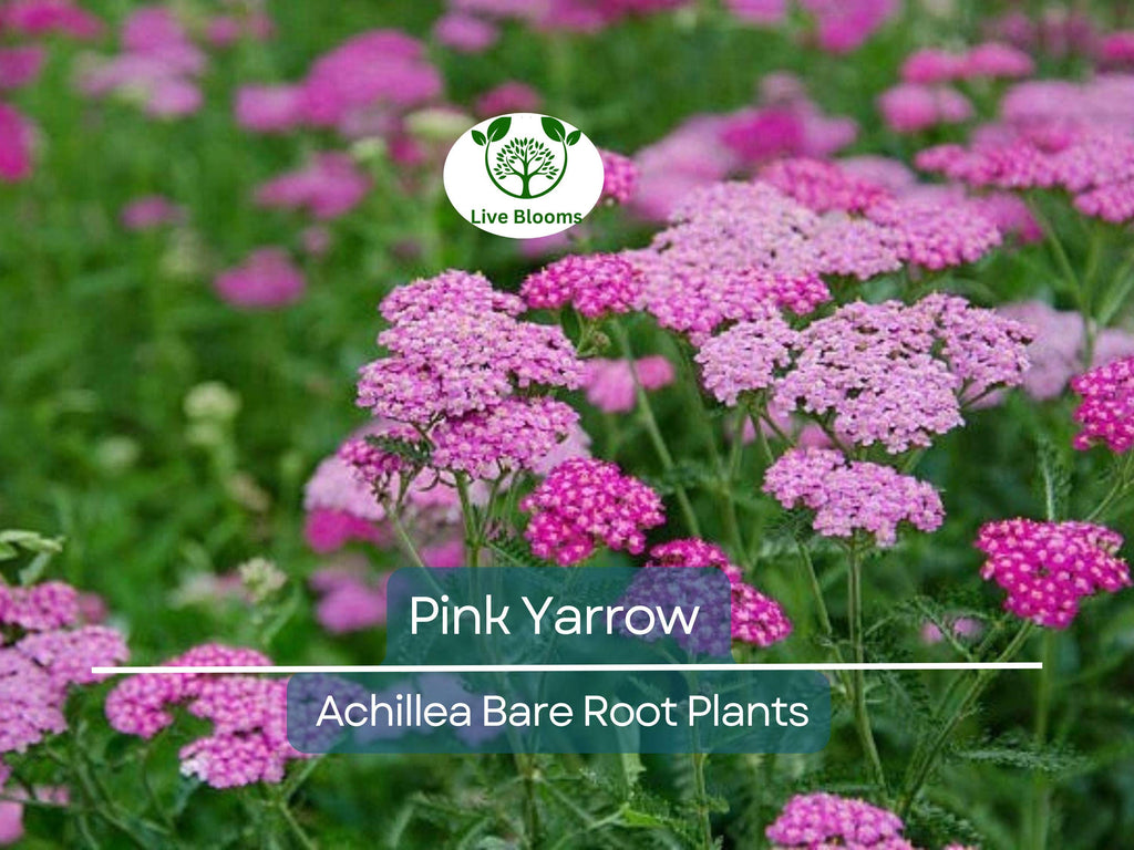 12 Pink Yarrow Plants - Achillea millefolium Bare Root - Hardy Perennial, Herb, Pollinator Friendly, Drought Tolerant