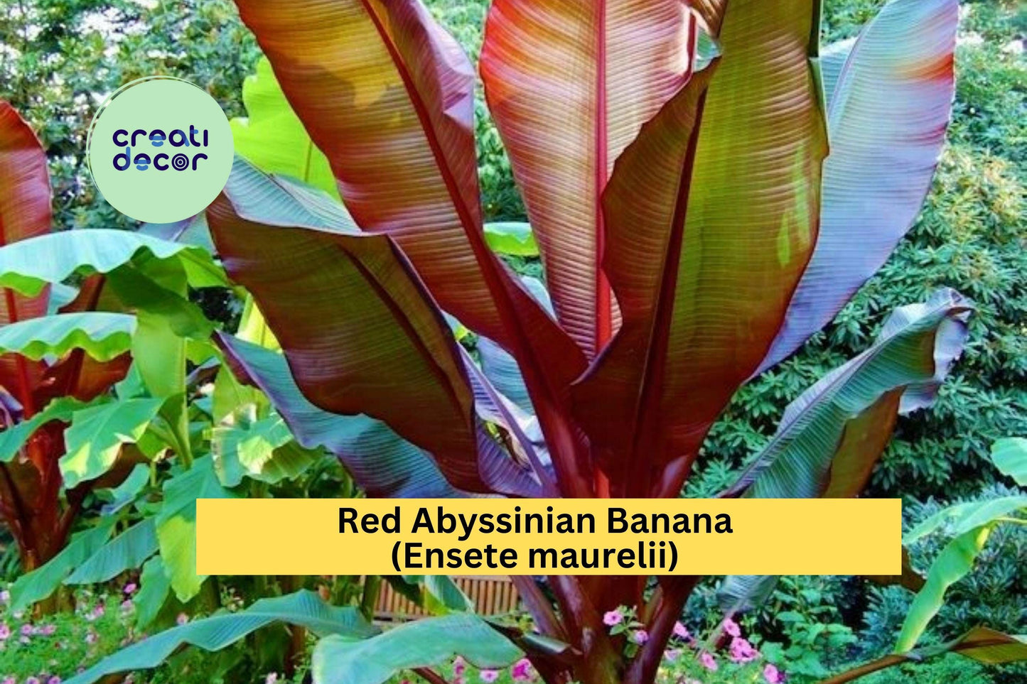 Red Abyssinian Banana Plant | Ensete maurelii Live Starter | Ornamental Tropical False Banana Tree for Patio, Garden, or Container