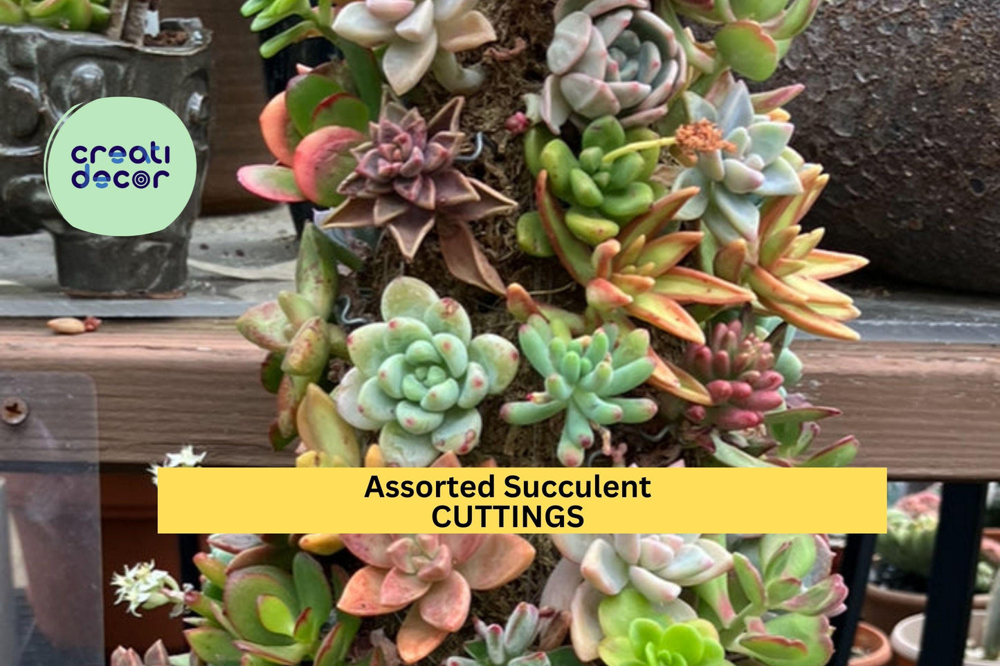 30 Assorted Succulent Cuttings | Colorful 3"–5" Clippings | Mixed Varieties + Extras | DIY Planters, Terrariums, Gifts