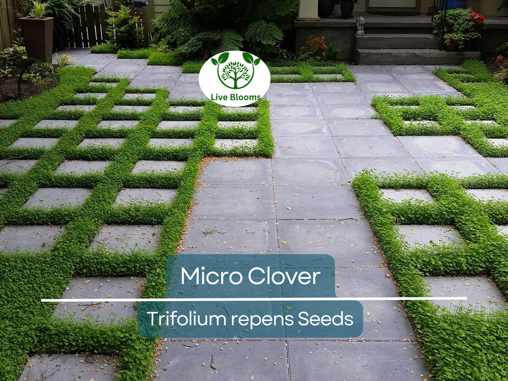 5000 Micro Clover Seeds, Non-GMO, Low-Maintenance Ground Cover, Lawn Alternative, Eco-Friendly, Perfect for Lawns & Gardens
