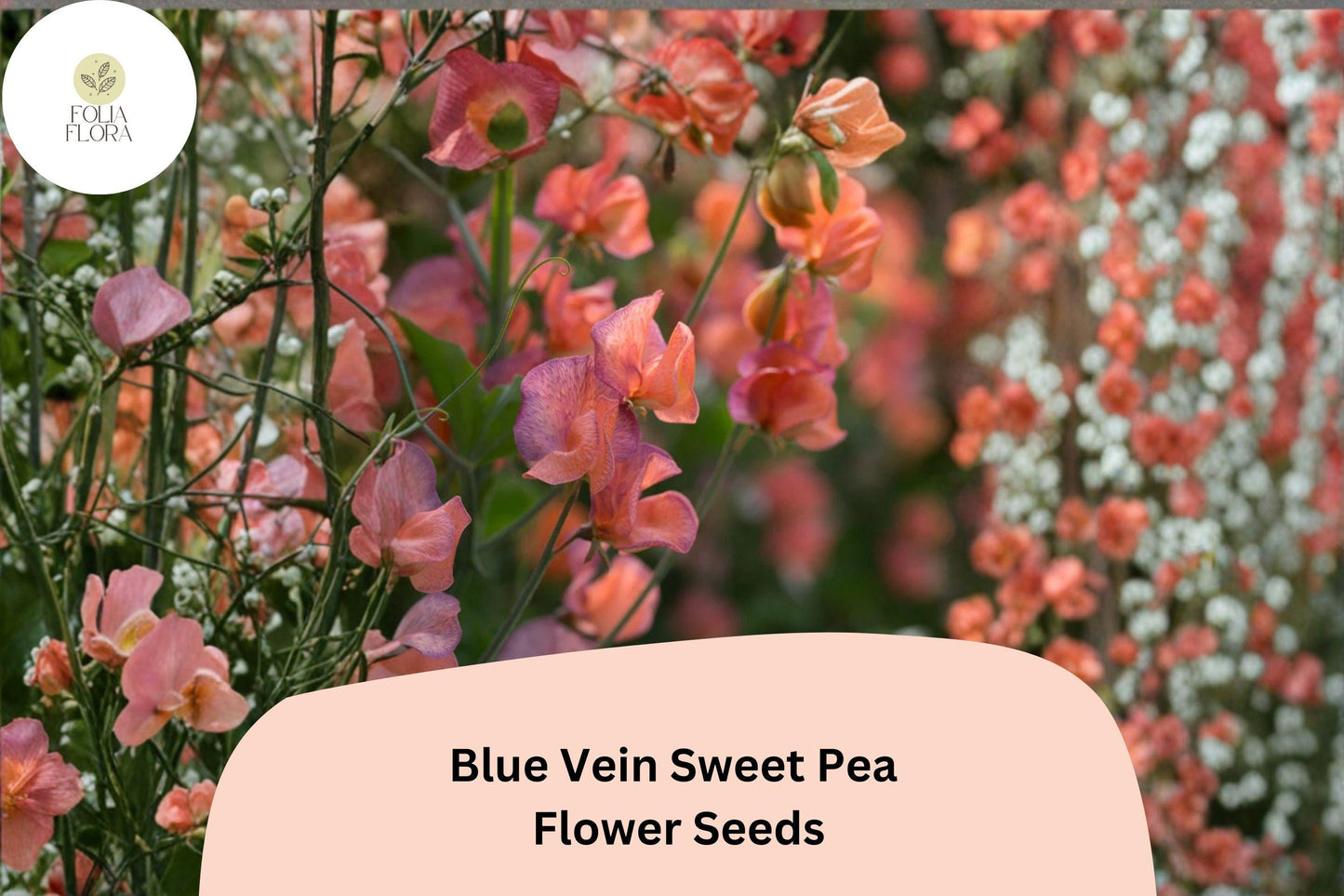 Blue Vein Sweet Pea Seeds 50+ | Lathyrus odoratus Climbing Fragrant Orange Garden Flower
