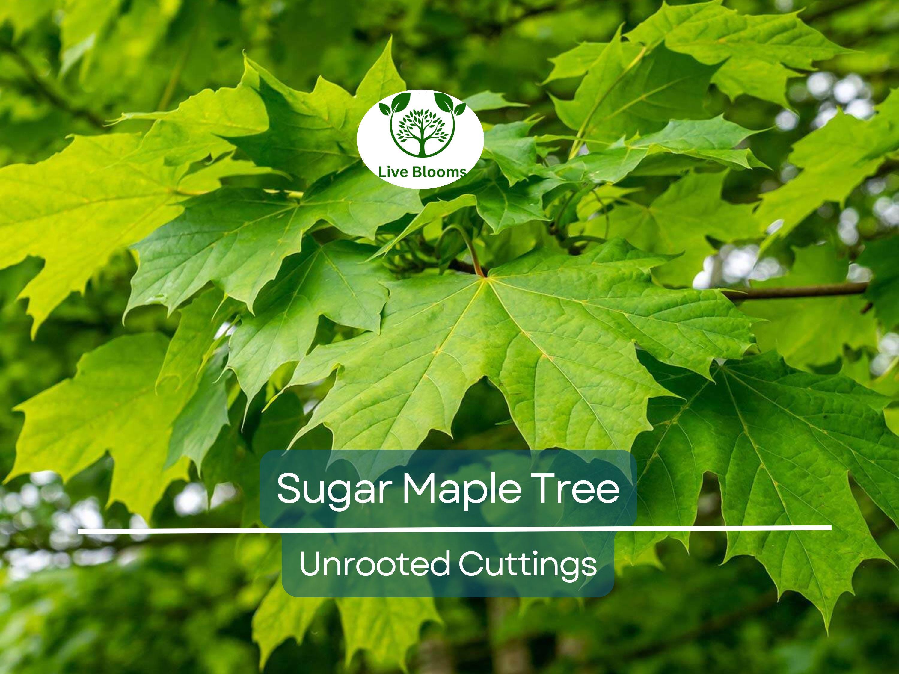 8 Fresh Cut Sugar Maple Tree Unrooted Cuttings - Acer saccharum, Sugar Maple Scions for Grafting, Tree Propagation, Hardy Tree Cuttings