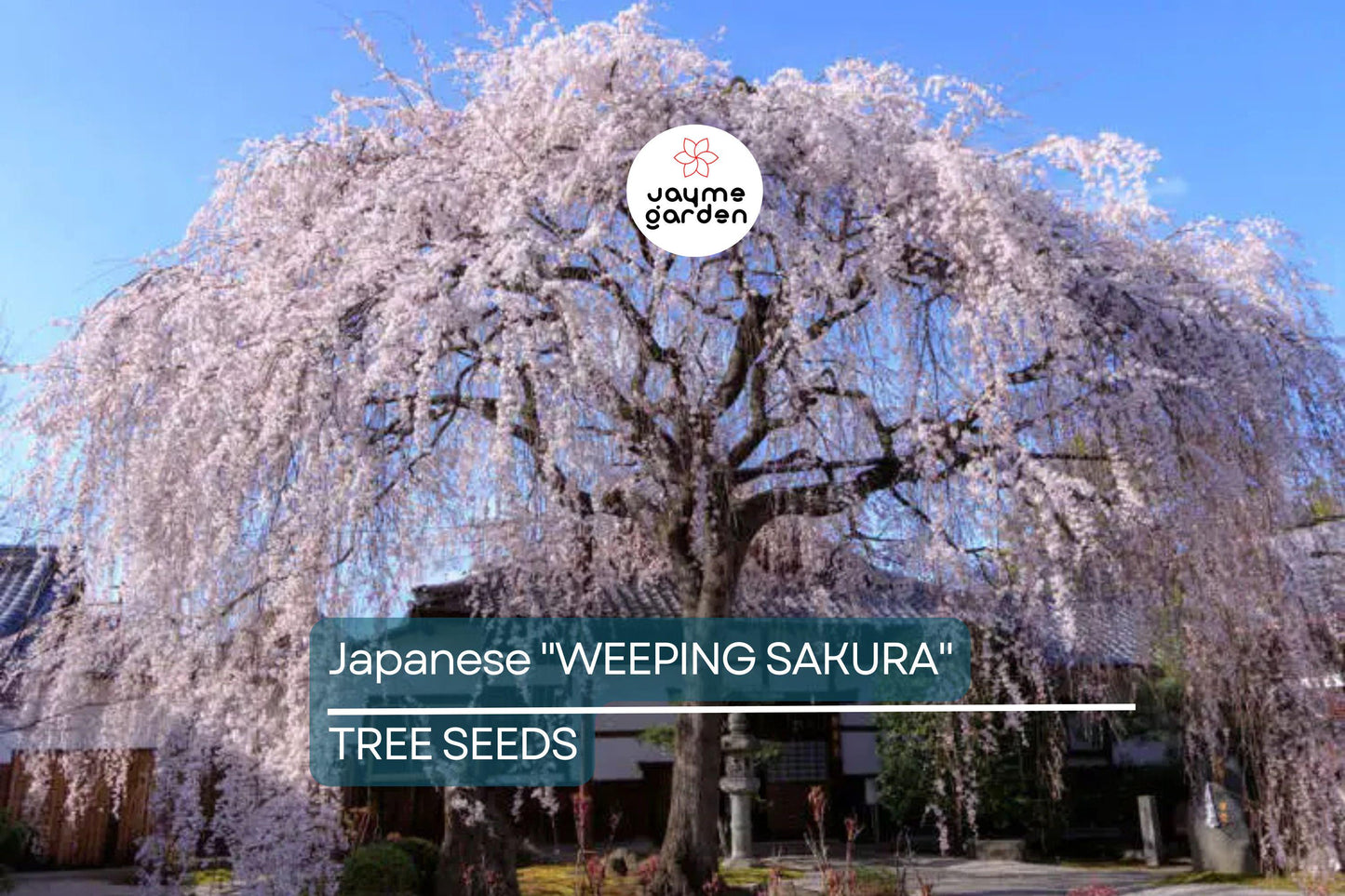 5 Seeds Japanese "Weeping Sakura" Cherry Blossom Tree (Prunus pendula) – Fast Growing, Cold Hardy, Spring Blooms