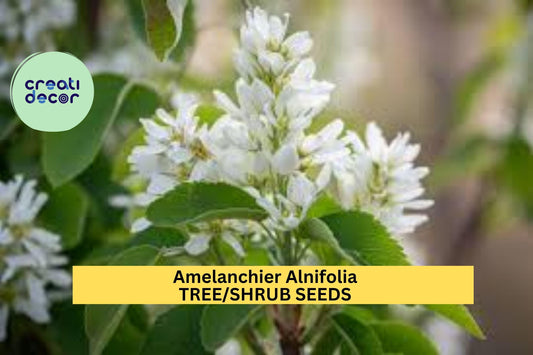30 Seeds Amelanchier alnifolia – Saskatoon Shrub Tree Seeds for Planting | Hardy Native Plant with Spring Blooms Seeds for Planting