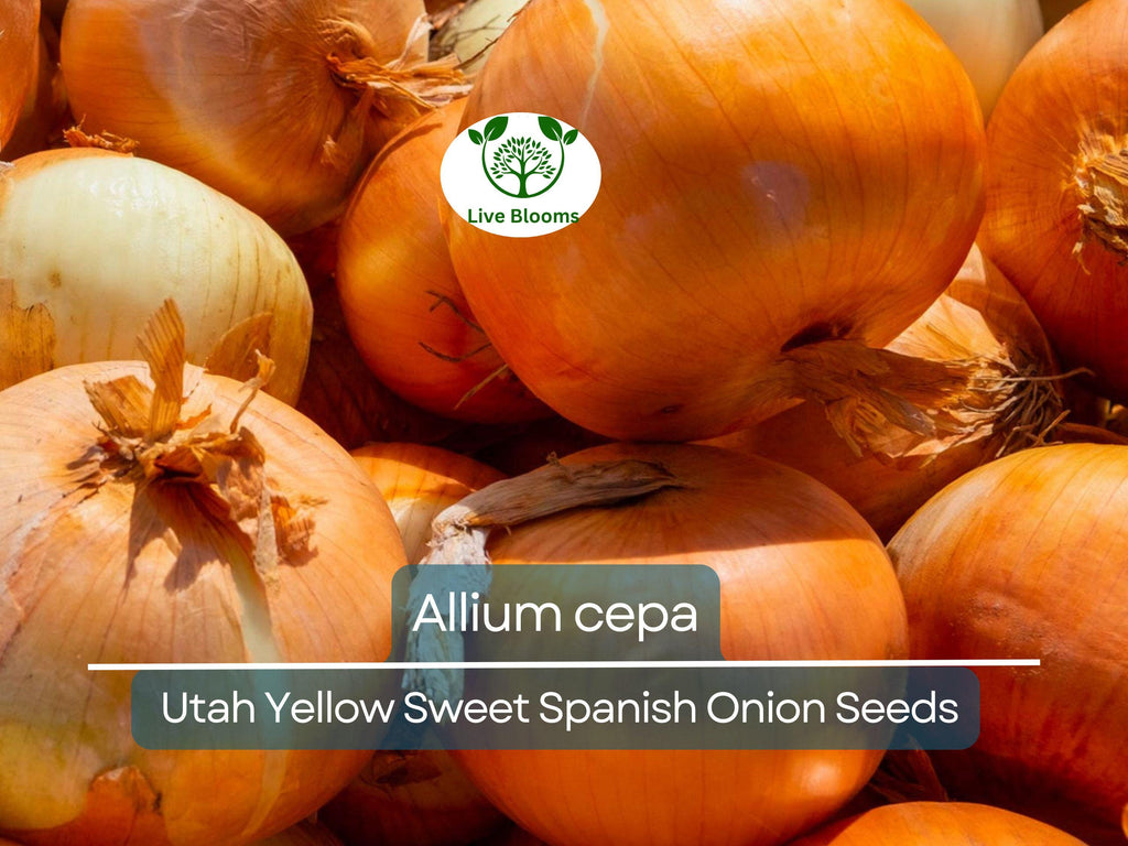 250 mg Seeds Onion Utah Yellow Sweet Spanish – Allium cepa | Heirloom Sweet Onion Seeds for Planting, Gardening & Cooking
