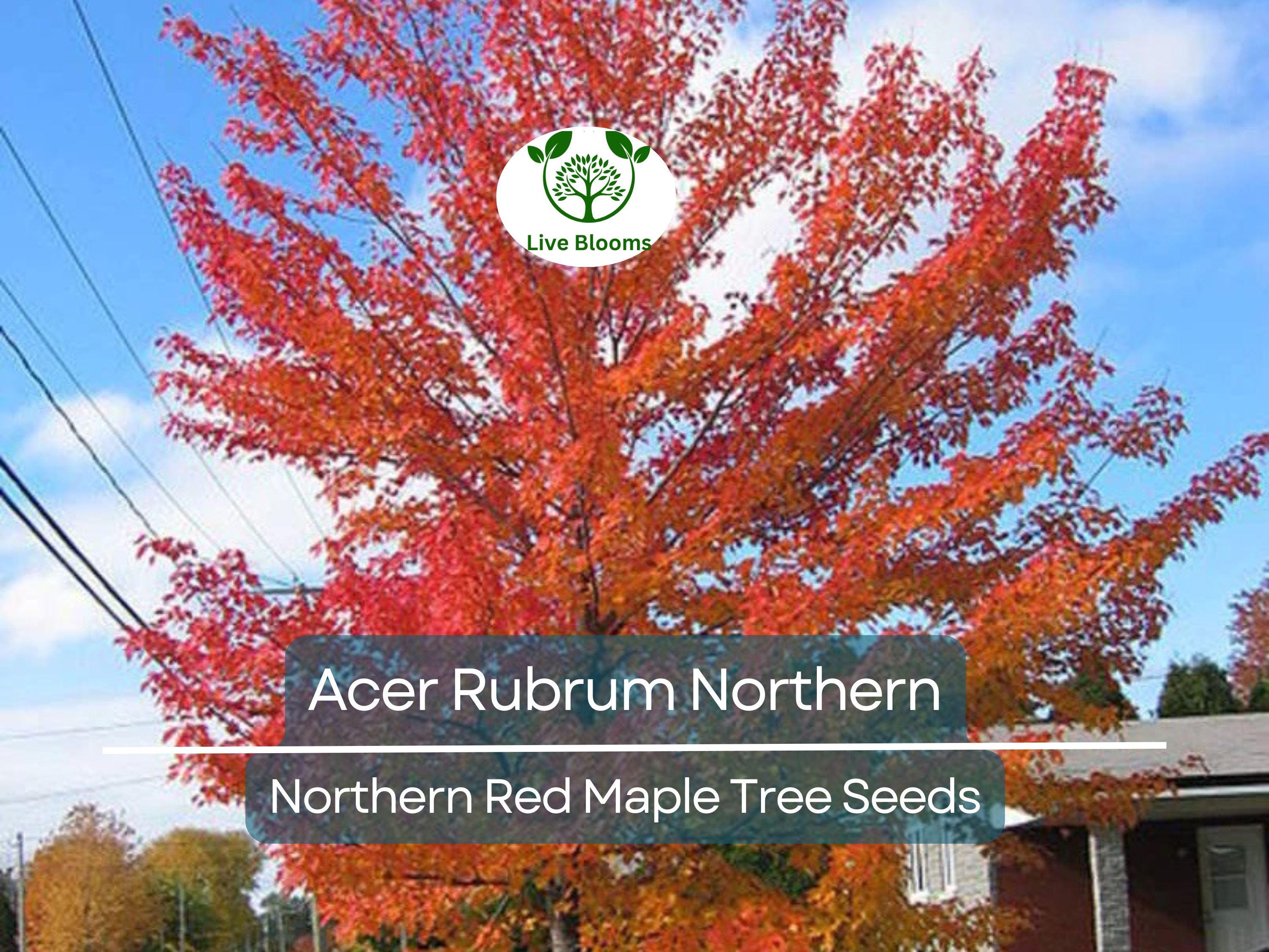 10 Seeds Acer Rubrum Northern (Northern Red Maple) for Planting - Fast-Growing, Hardy Tree for Landscaping, Shade & Garden - Red Maple Seeds