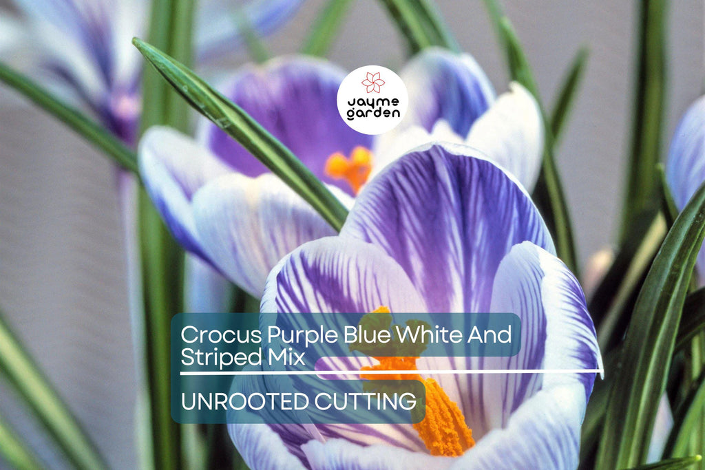 Crocus Purple Blue White Striped Mix – 5 Flower Bulbs, Cold Hardy Perennial