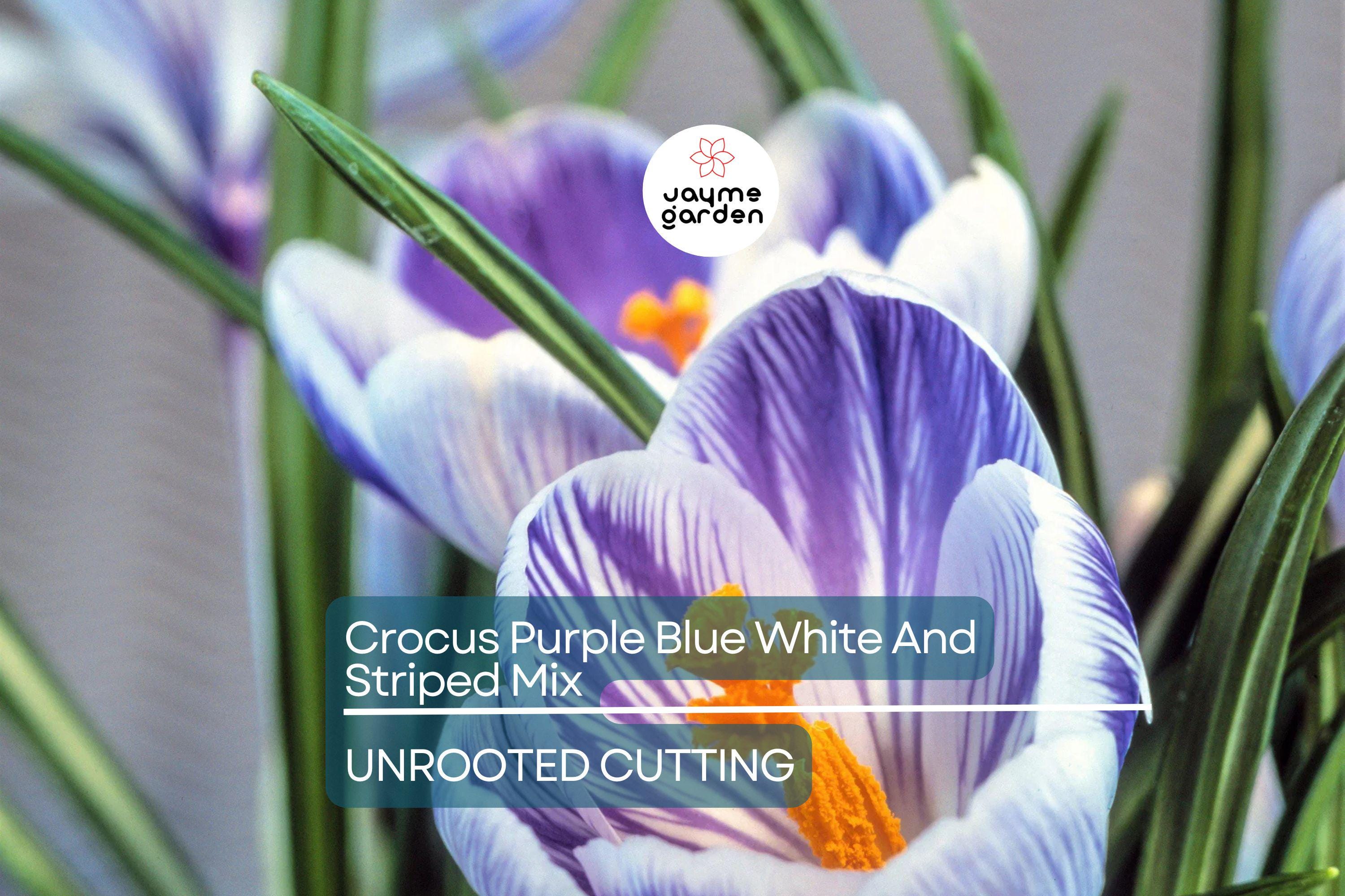 Crocus Purple Blue White Striped Mix – 5 Flower Bulbs, Cold Hardy Perennial