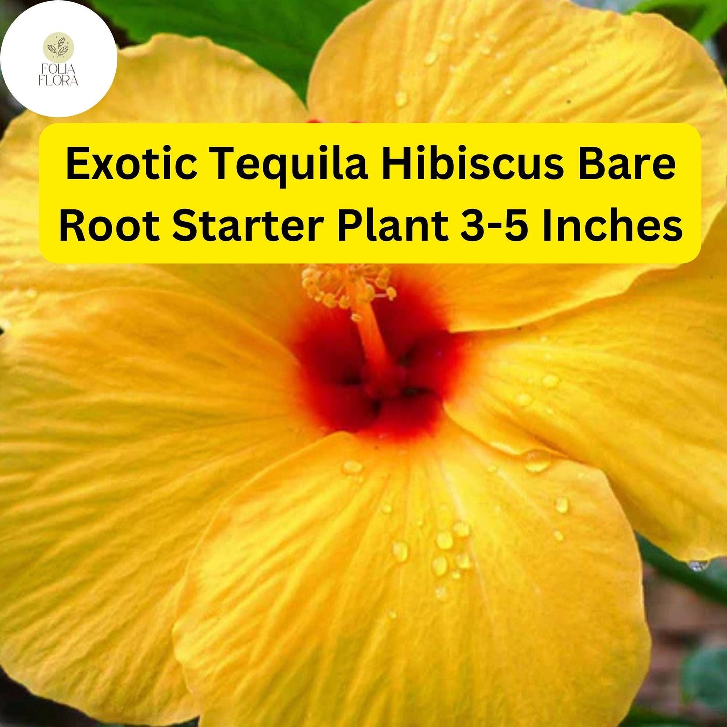 1 Hibiscus rosa-sinensis 'Tequila' - Exotic Tequila Hibiscus Live Bare Root Starter Plant 3-5 Inches