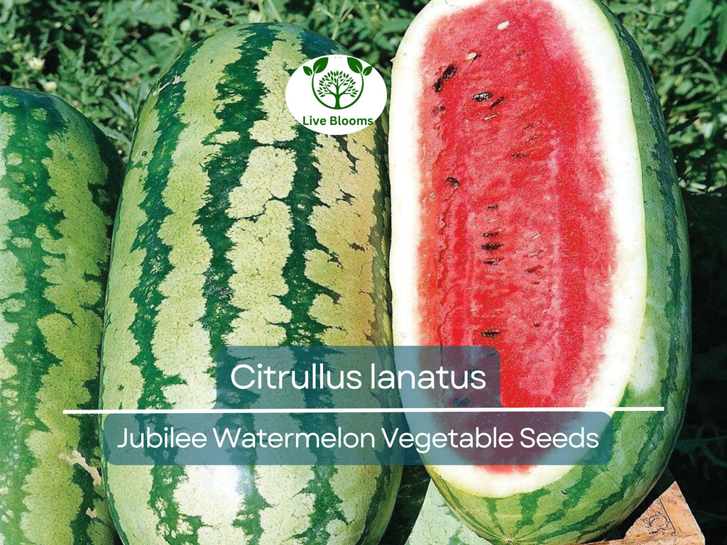 1000 mg Jubilee Watermelon Seeds - Citrullus lanatus | Heirloom Watermelon for Planting, Sweet Juicy Harvest, Home Garden Favorite