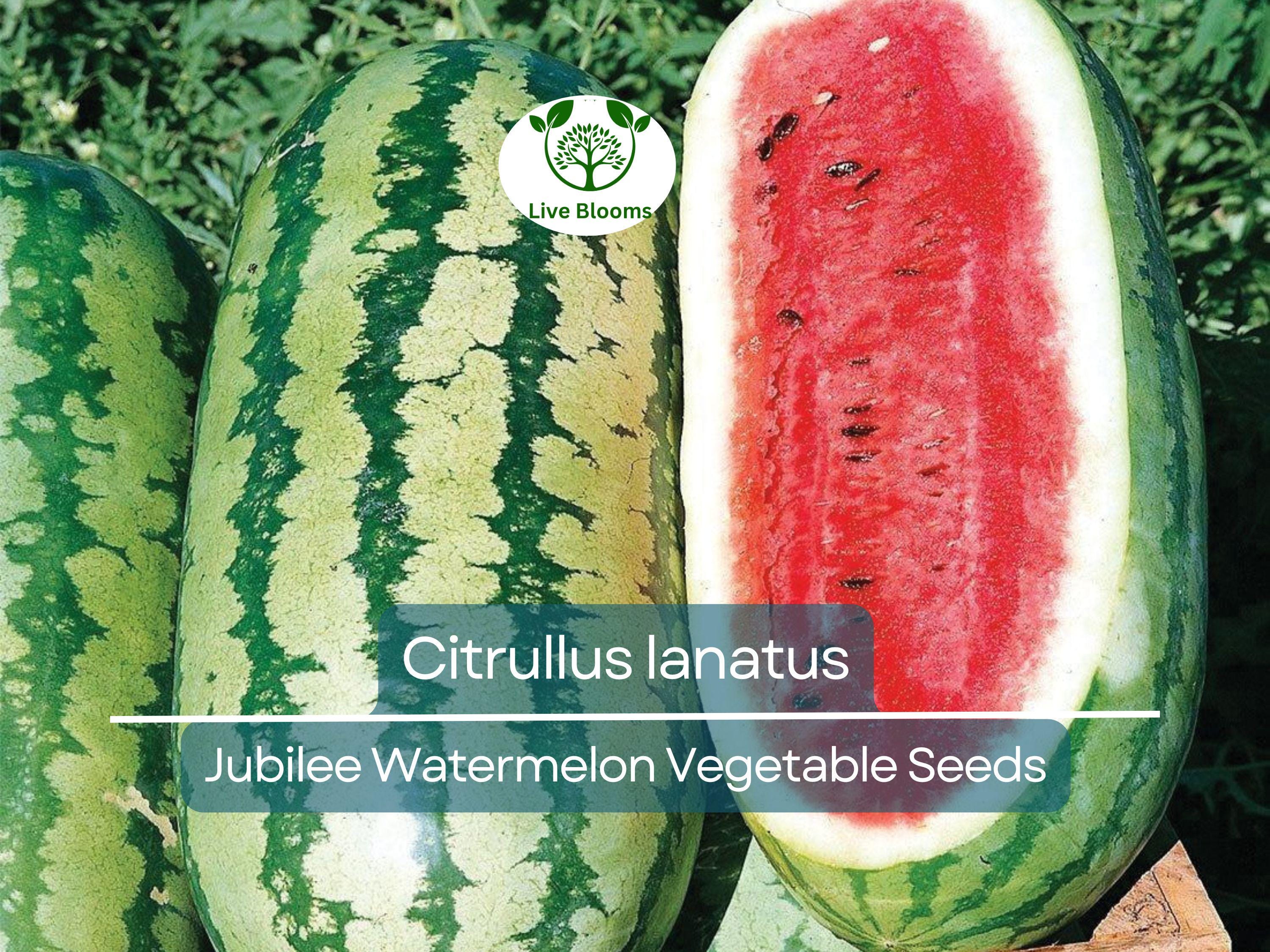 1000 mg Jubilee Watermelon Seeds - Citrullus lanatus | Heirloom Watermelon for Planting, Sweet Juicy Harvest, Home Garden Favorite