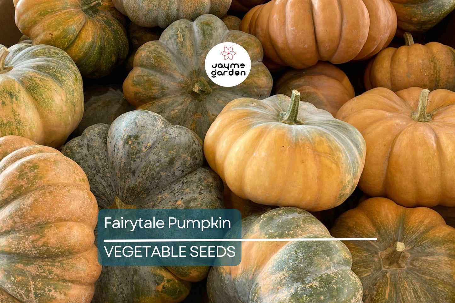 15 Fairytale Pumpkin Seeds - Heirloom Non-GMO | Sweet & Rich Flavor | Deep Ribbing | 15 lb Pumpkins | USA Seller | Free Shipping