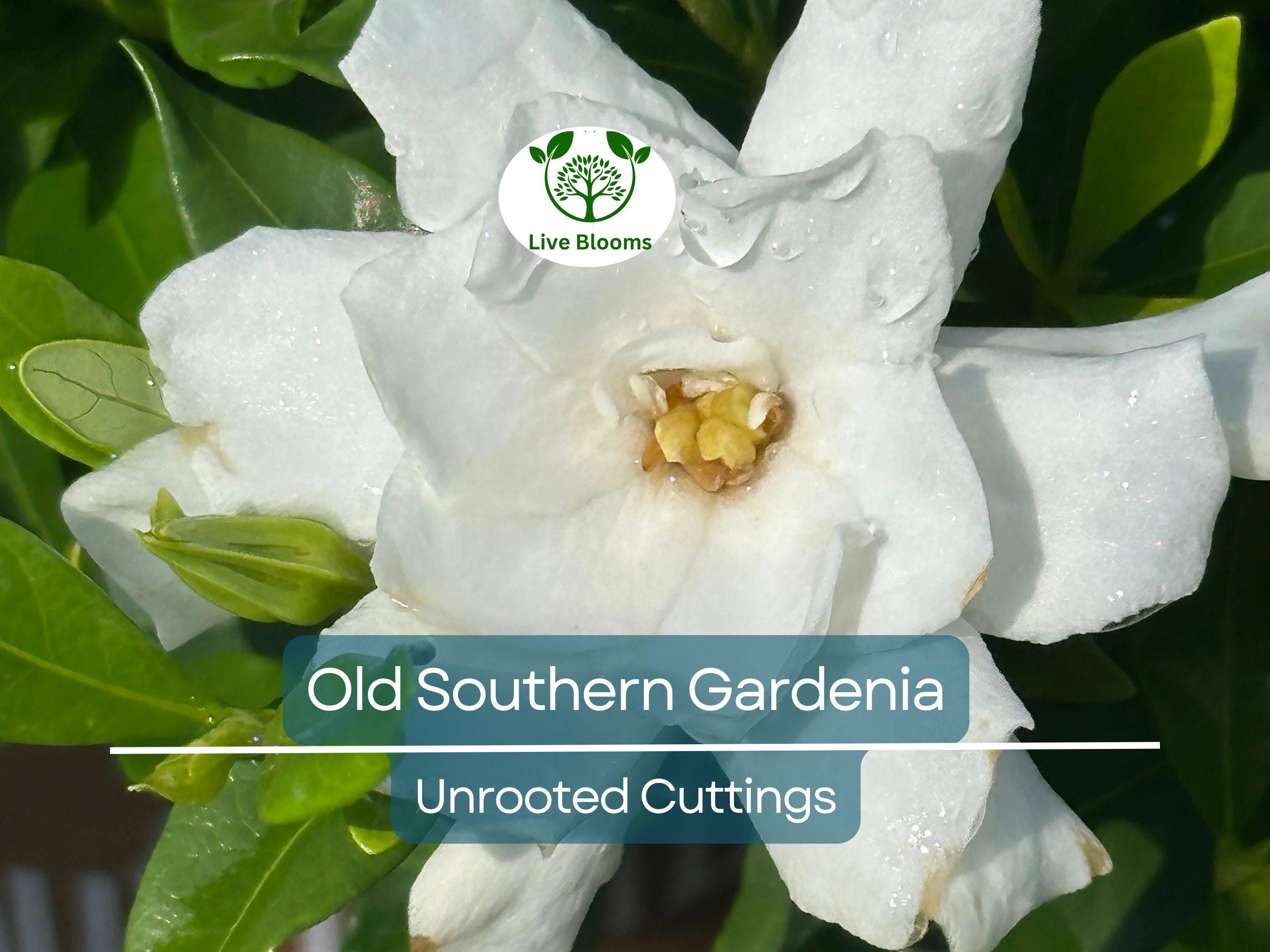 12 Unrooted Cuttings Old Southern Gardenia, 63-Year-Old Plant, Fragrant Flowers, Ideal for Propagation, Grow Your Own Gardenia Plant